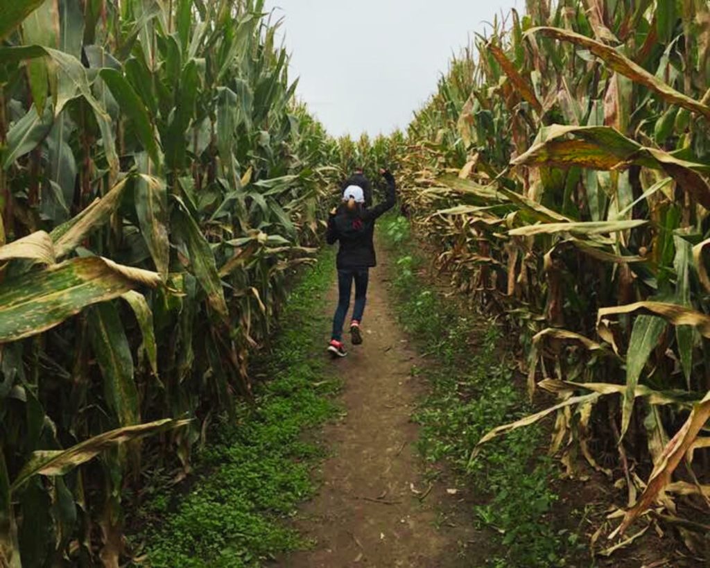 Running through a corn maze is a fun things to do in fall with your kids.