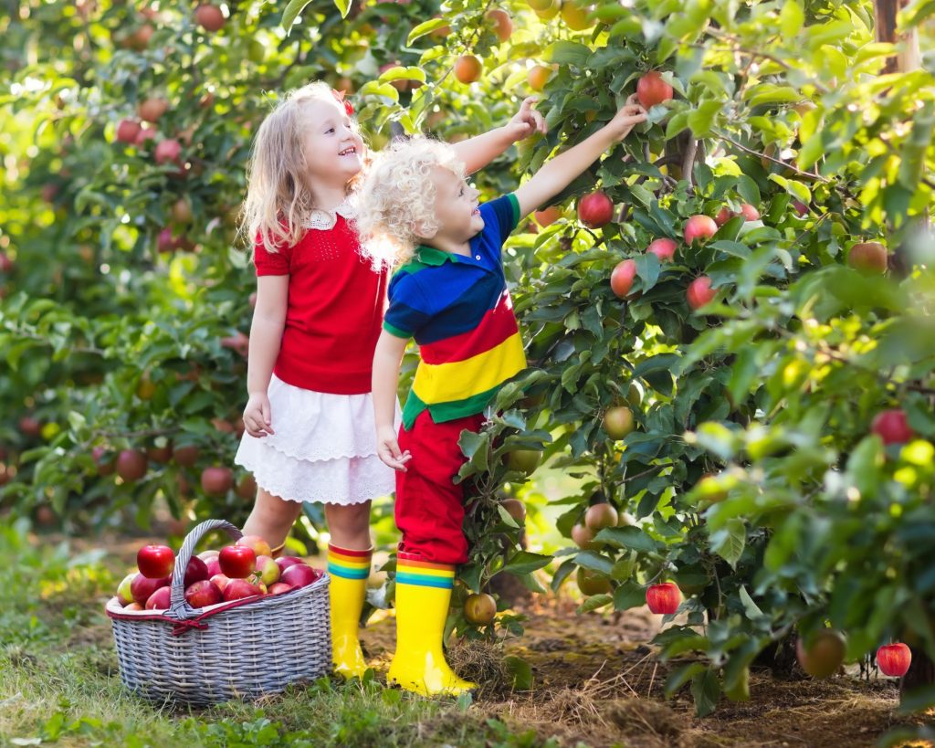 Kids apple picking is a cheap thing to do in the fall the whole family will enjoy doing together.